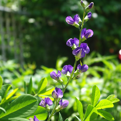 Baptisia australis